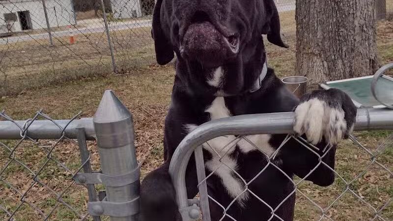 City of Alvarado's Animal Control - Alvarado, TX