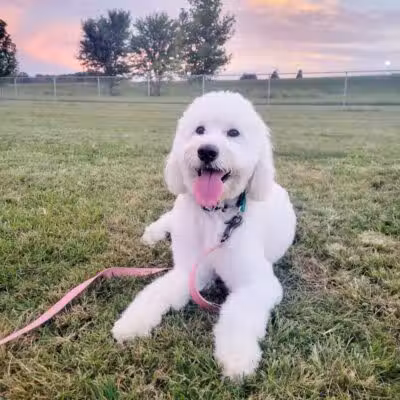 Bark Park at Phil Moore Park - Alvaton, KY
