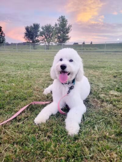 Bark Park at Phil Moore Park - Alvaton, KY