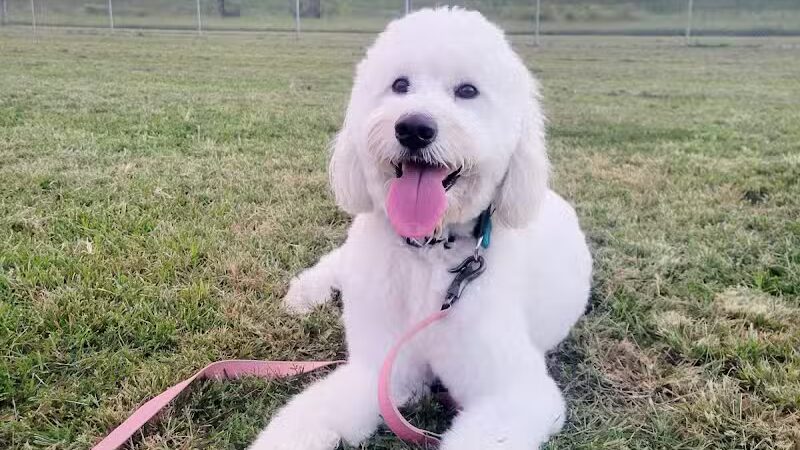 Bark Park at Phil Moore Park - Alvaton, KY