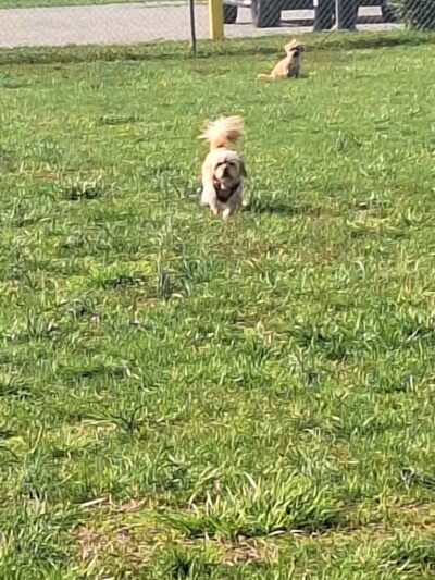 Bark Park at Phil Moore Park - Alvaton, KY