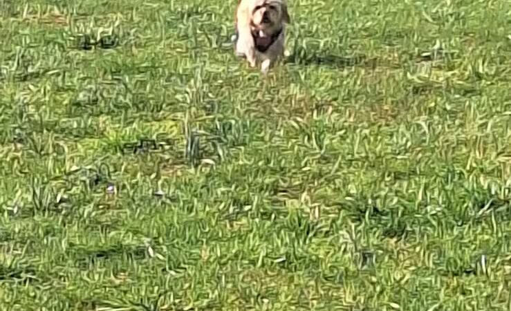 Bark Park at Phil Moore Park - Alvaton, KY