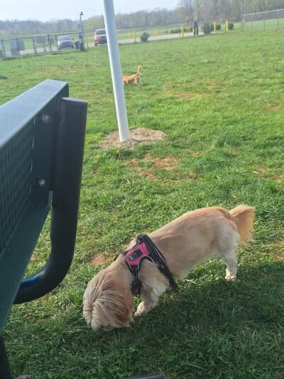 Bark Park at Phil Moore Park - Alvaton, KY