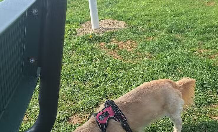 Bark Park at Phil Moore Park - Alvaton, KY