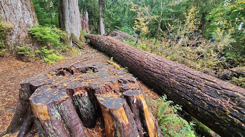 July Creek Picnic Area Trailhead - Amanda Park, WA