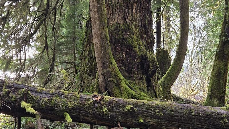 July Creek Picnic Area Trailhead - Amanda Park, WA