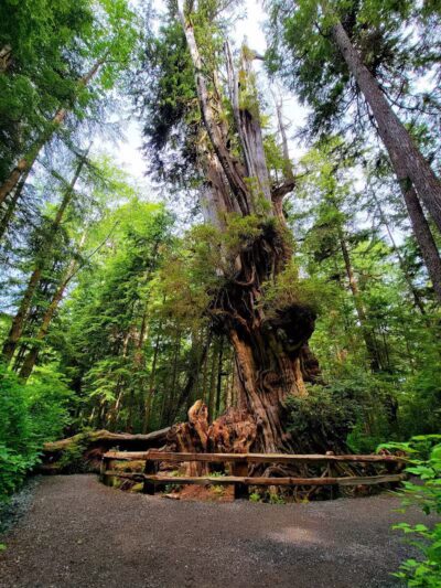 July Creek Picnic Area Trailhead - Amanda Park, WA