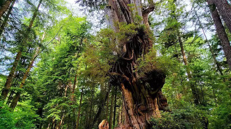 July Creek Picnic Area Trailhead - Amanda Park, WA