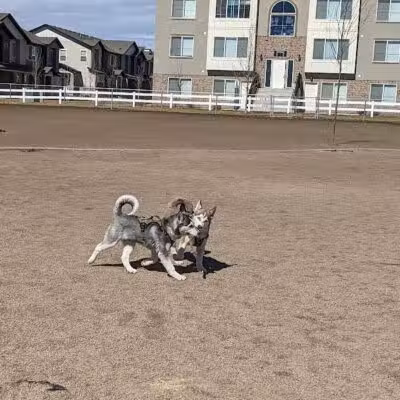 American Fork Dog Park - American Fork, UT