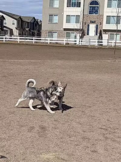 American Fork Dog Park - American Fork, UT