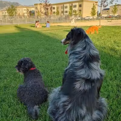 American Fork Dog Park - American Fork, UT