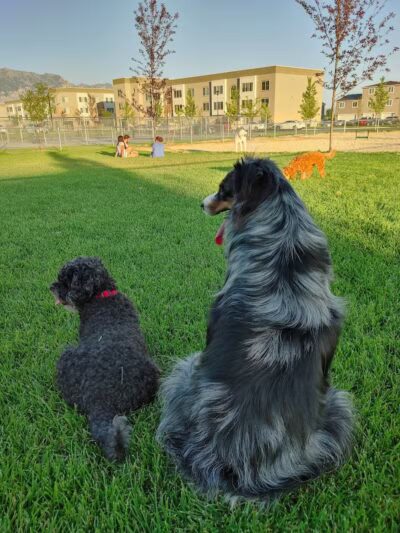 American Fork Dog Park - American Fork, UT