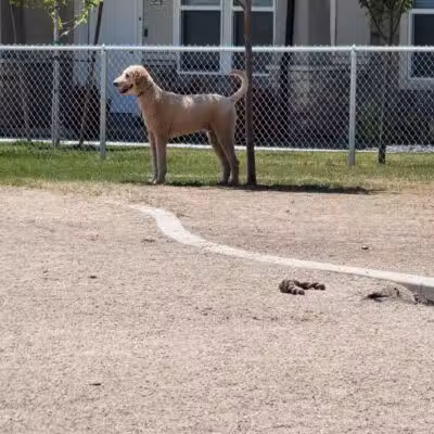 American Fork Dog Park - American Fork, UT