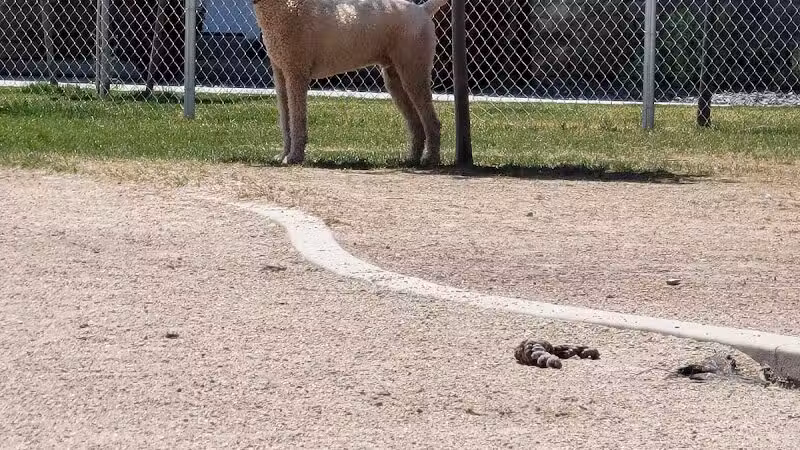 American Fork Dog Park - American Fork, UT