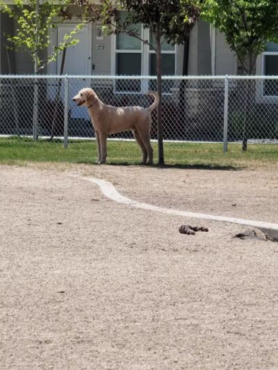 American Fork Dog Park - American Fork, UT