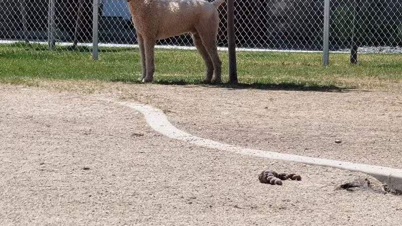 American Fork Dog Park - American Fork, UT