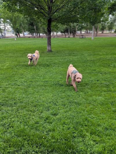 Art Dye Dog Park - American Fork, UT