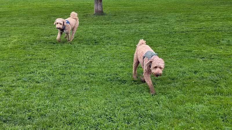 Art Dye Dog Park - American Fork, UT