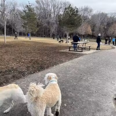 Art Dye Dog Park - American Fork, UT