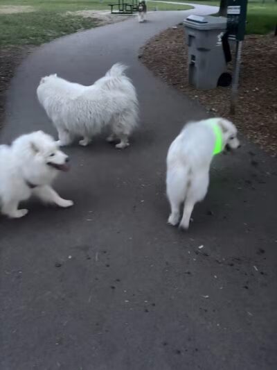 Art Dye Dog Park - American Fork, UT