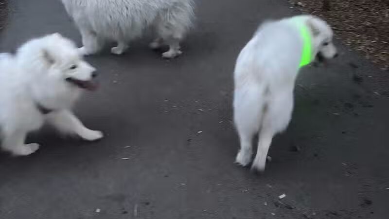 Art Dye Dog Park - American Fork, UT