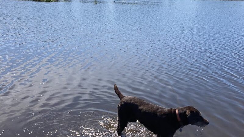 Connors Bog Dog Park - Anchorage, AK