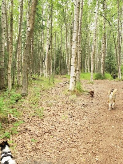 Connors Bog Dog Park - Anchorage, AK
