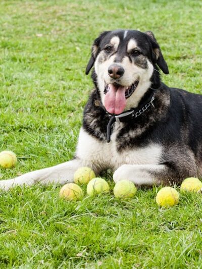 Connors Bog Dog Park - Anchorage, AK