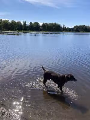 Connors Bog Dog Park - Anchorage, AK