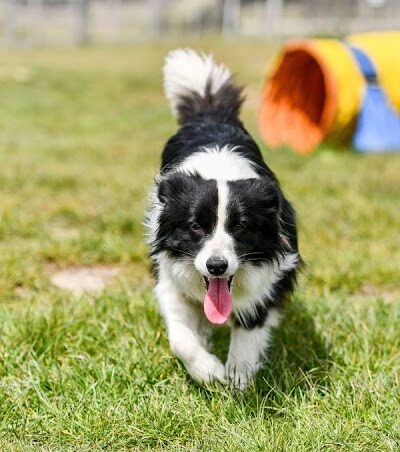 Connors Bog Dog Park - Anchorage, AK