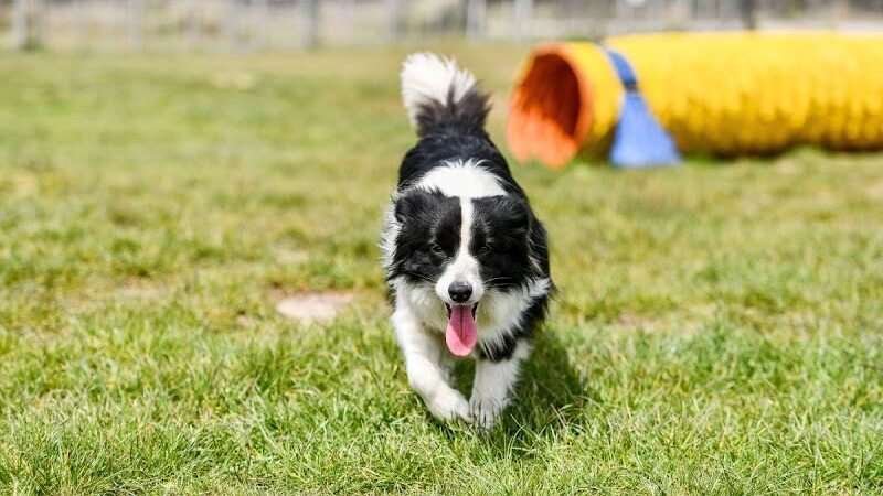 Connors Bog Dog Park - Anchorage, AK