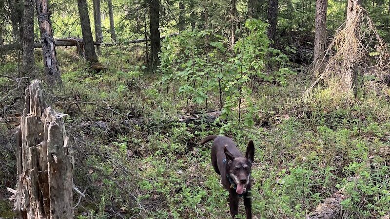 Connors Bog Dog Park - Anchorage, AK