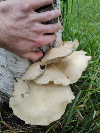 Connors Bog Dog Park - Anchorage, AK