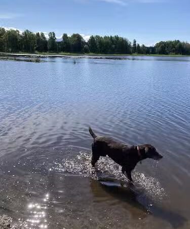 Connors Bog Dog Park - Anchorage, AK