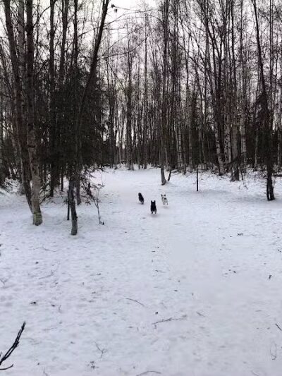 Connors Bog Park - Anchorage, AK