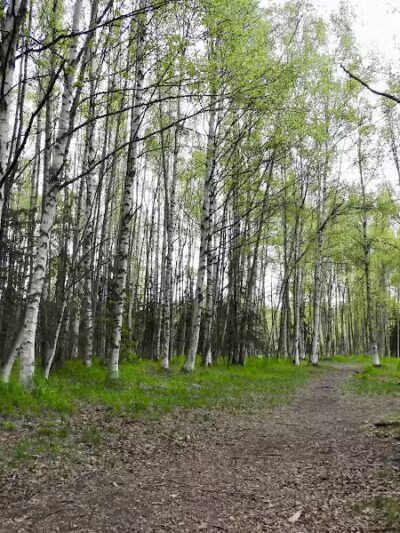 Connors Bog Park - Anchorage, AK