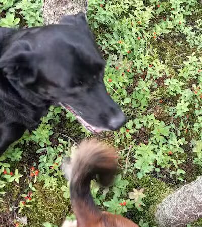 Connors Bog Park - Anchorage, AK