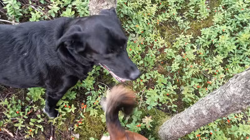 Connors Bog Park - Anchorage, AK