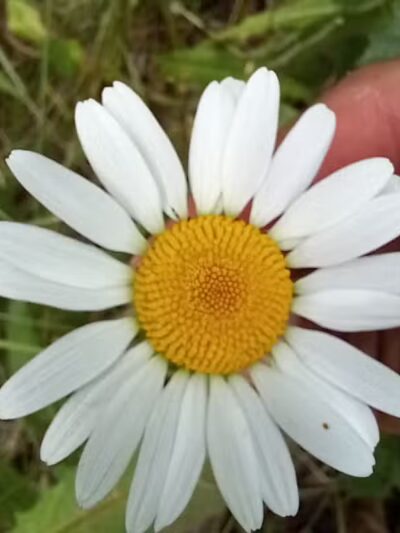 Connors Bog Park - Anchorage, AK