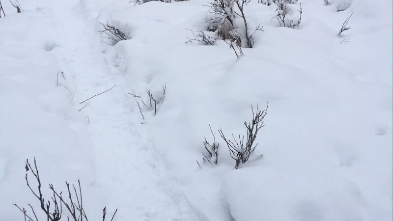 North Gasline Trail Dog Park - Anchorage, AK