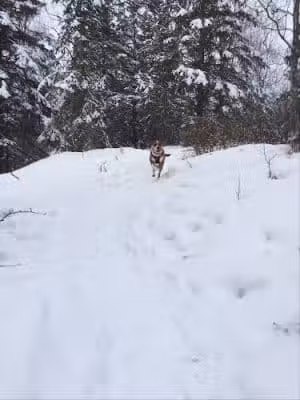 North Gasline Trail Dog Park - Anchorage, AK