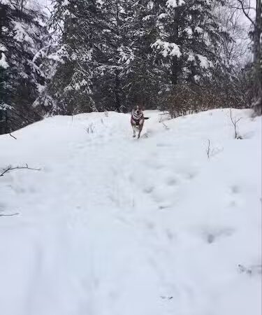 North Gasline Trail Dog Park - Anchorage, AK