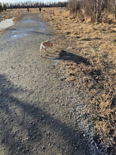South Anchorage Dog Park - Anchorage, AK