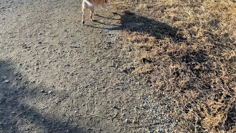 South Anchorage Dog Park - Anchorage, AK