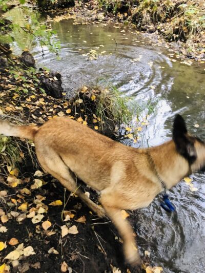 South Anchorage Dog Park - Anchorage, AK