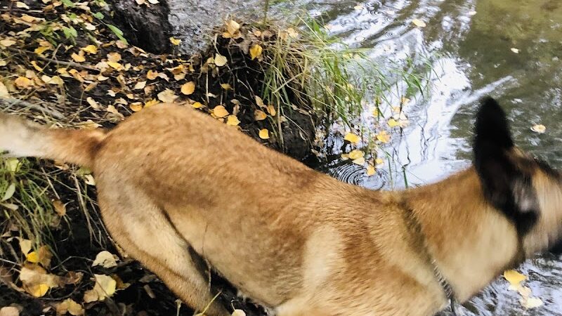 South Anchorage Dog Park - Anchorage, AK