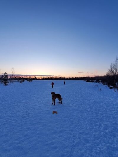 South Anchorage Dog Park - Anchorage, AK