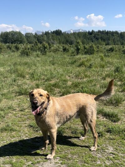 South Anchorage Dog Park - Anchorage, AK