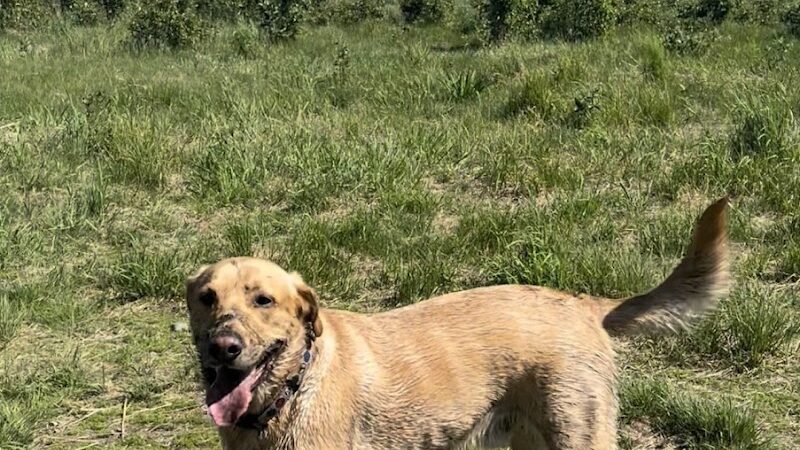 South Anchorage Dog Park - Anchorage, AK