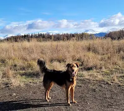 South Anchorage Dog Park - Anchorage, AK